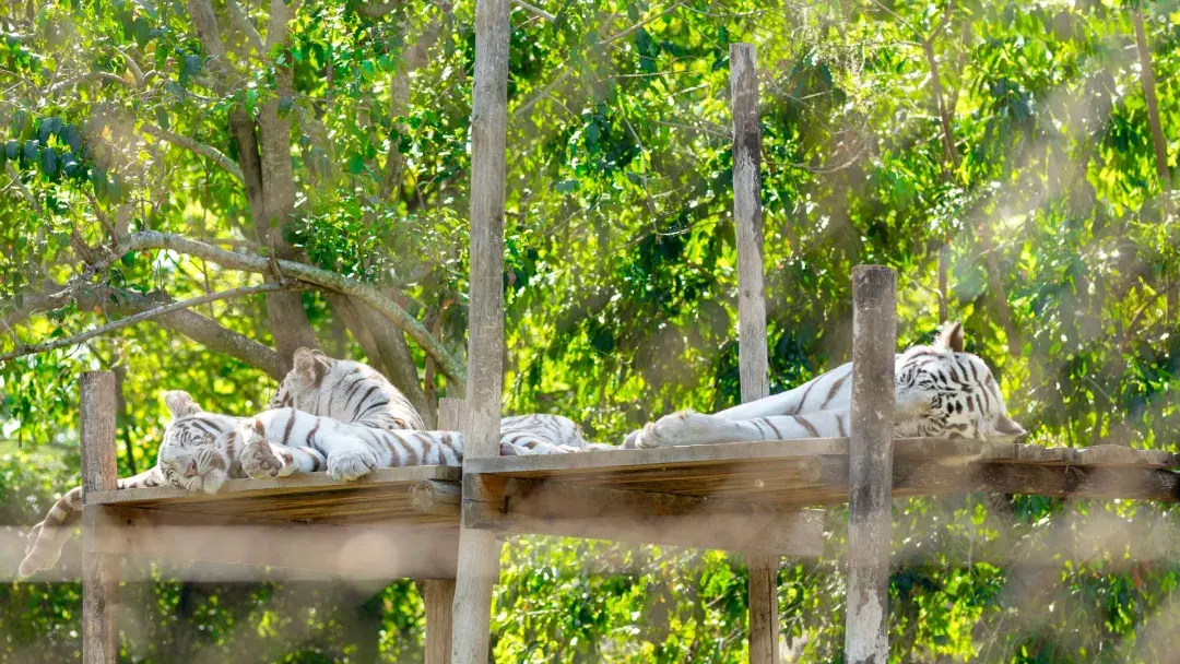 White tigers