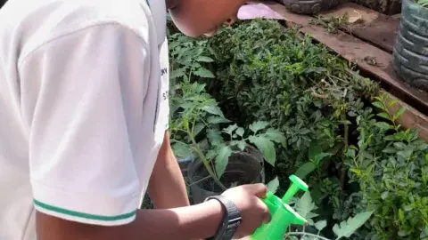 Progress of our vegetable garden